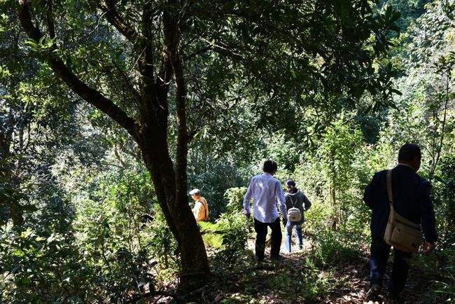 2021年南糯山拔瑪老寨古樹秋茶特點是什么？