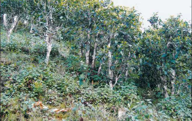 2022年須立貢茶普洱茶繞不開的古茶山！