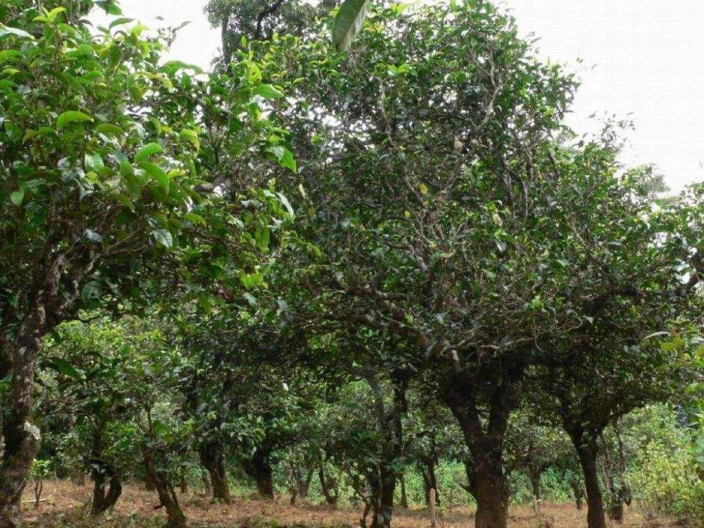 2022年須立貢茶為何備受皇室青睞!揭秘！