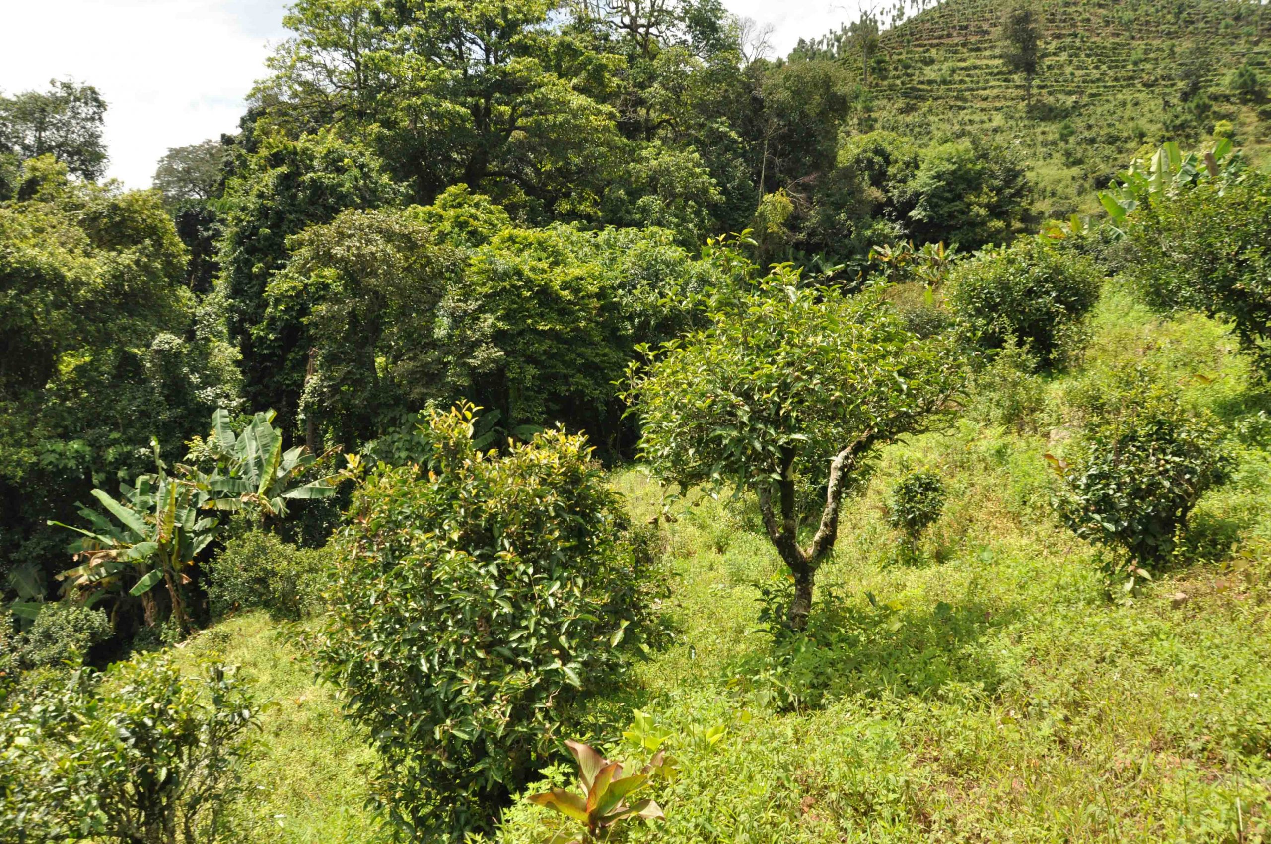 2022年迷倒皇帝的貢茶-迷帝古樹(shù)春茶特點(diǎn)？