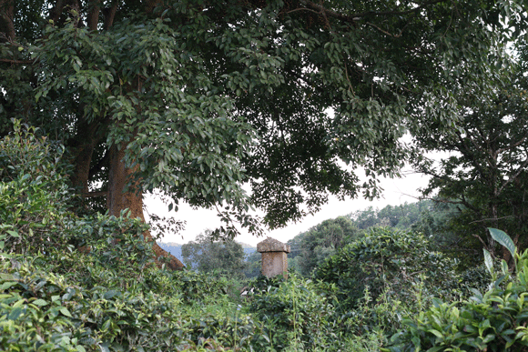 2022年迷帝古樹春茶口感是什么？