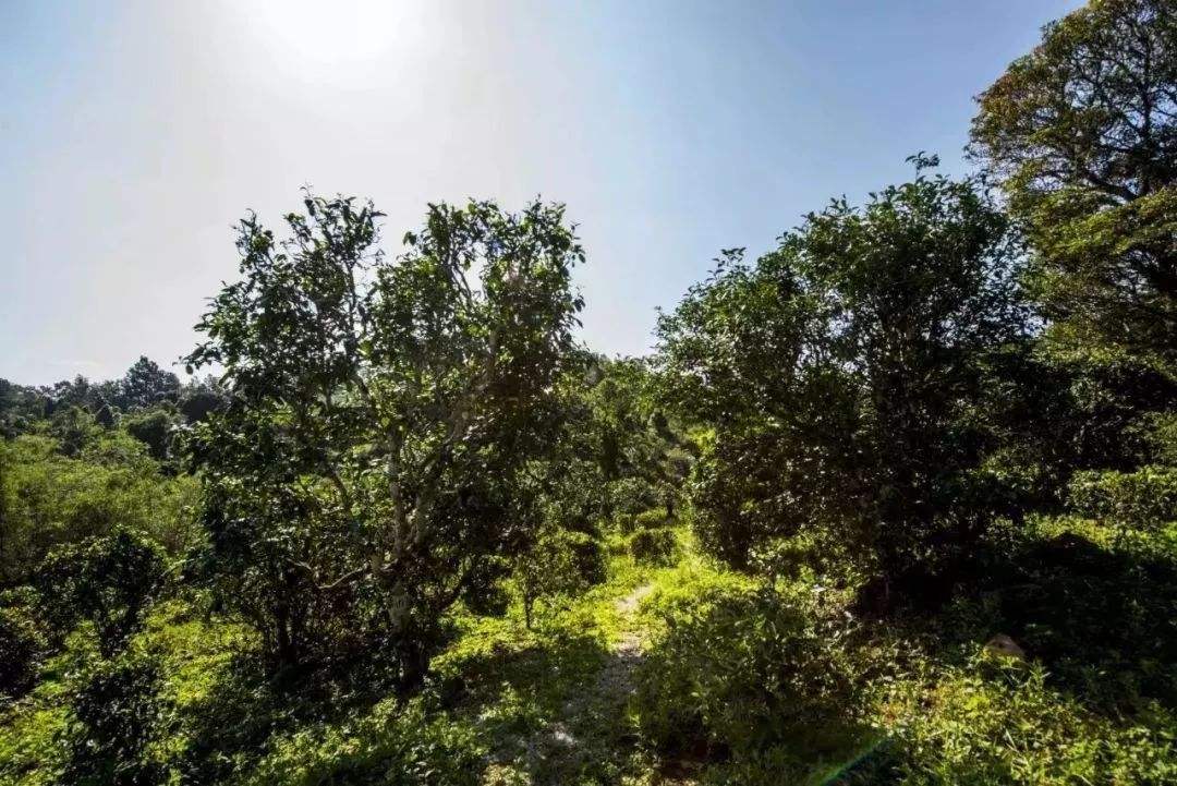 2022年迷帝古樹(shù)春茶多少錢一公斤？