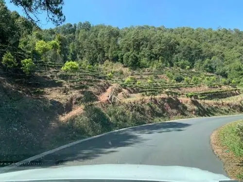 2022年墨江鳳凰窩古樹春茶價格？