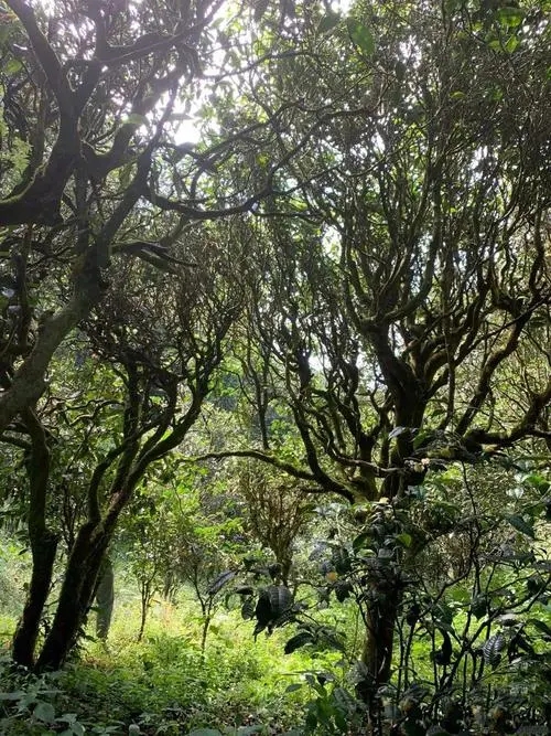 2022年墨江鳳凰窩古樹春茶多少錢一公斤？