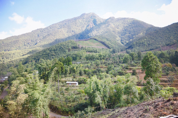 2022年景谷黃草壩古樹春茶價格？