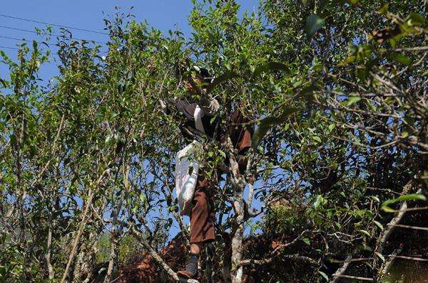 2022年景谷黃草壩古樹春茶品鑒實錄！