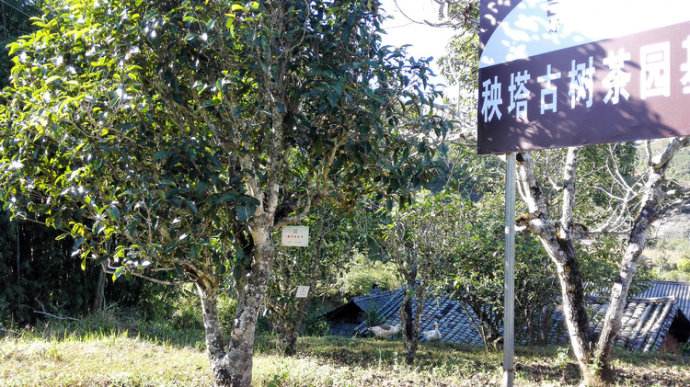 2022年景谷秧塔古樹春茶詳情介紹!