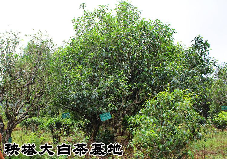 2022年景谷秧塔古樹春茶多少錢一公斤?