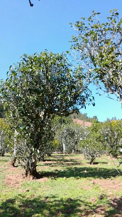 2022年景谷秧塔古樹春茶價(jià)格是多少？