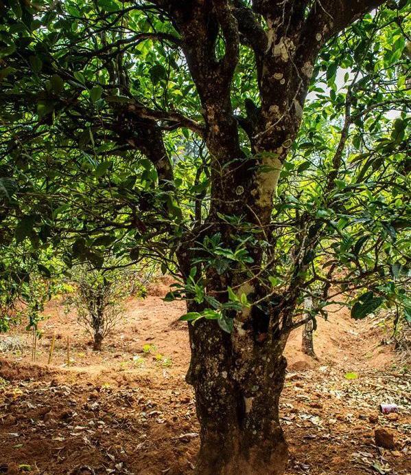 2022年景谷苦竹山古樹春茶特點是什么？