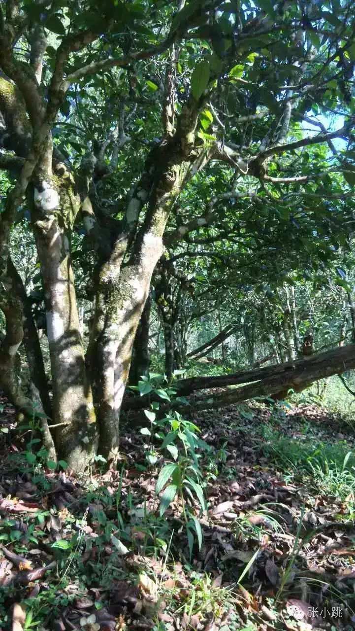 2022年景谷苦竹山古樹春茶價(jià)格多少？