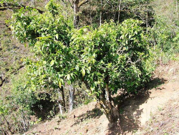 2022年景東御筆古茶山古樹春茶特點(diǎn)？