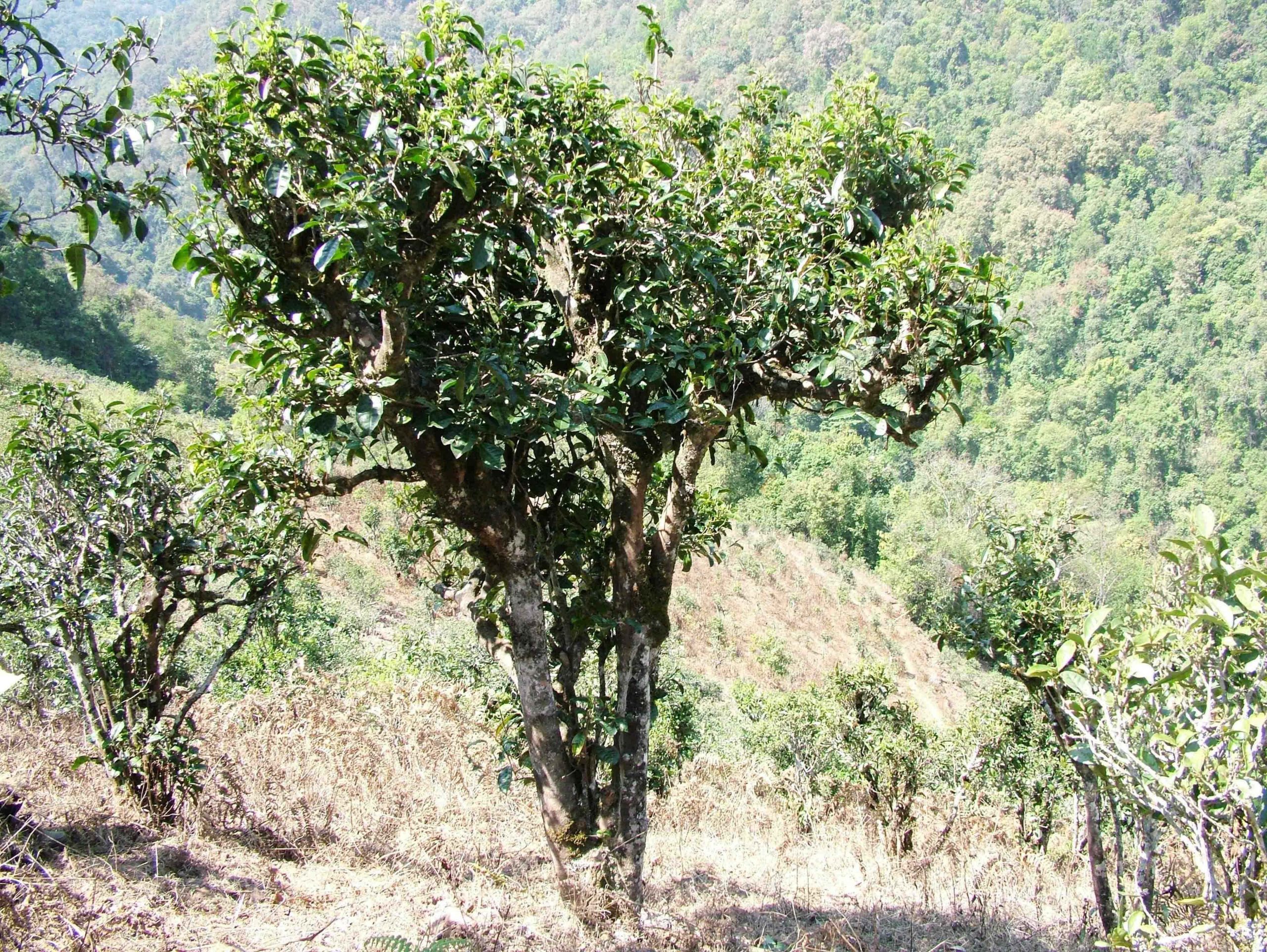 2022年景東御筆古樹(shù)春茶口感是什么？