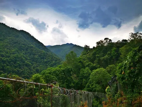 2022年景東御筆古樹(shù)春茶價(jià)格多少？