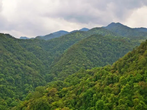 2022年無量山古樹春茶迎春“綻放”！