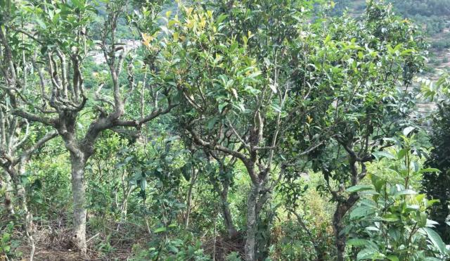 2022年景東金鼎古樹春茶口感特點？