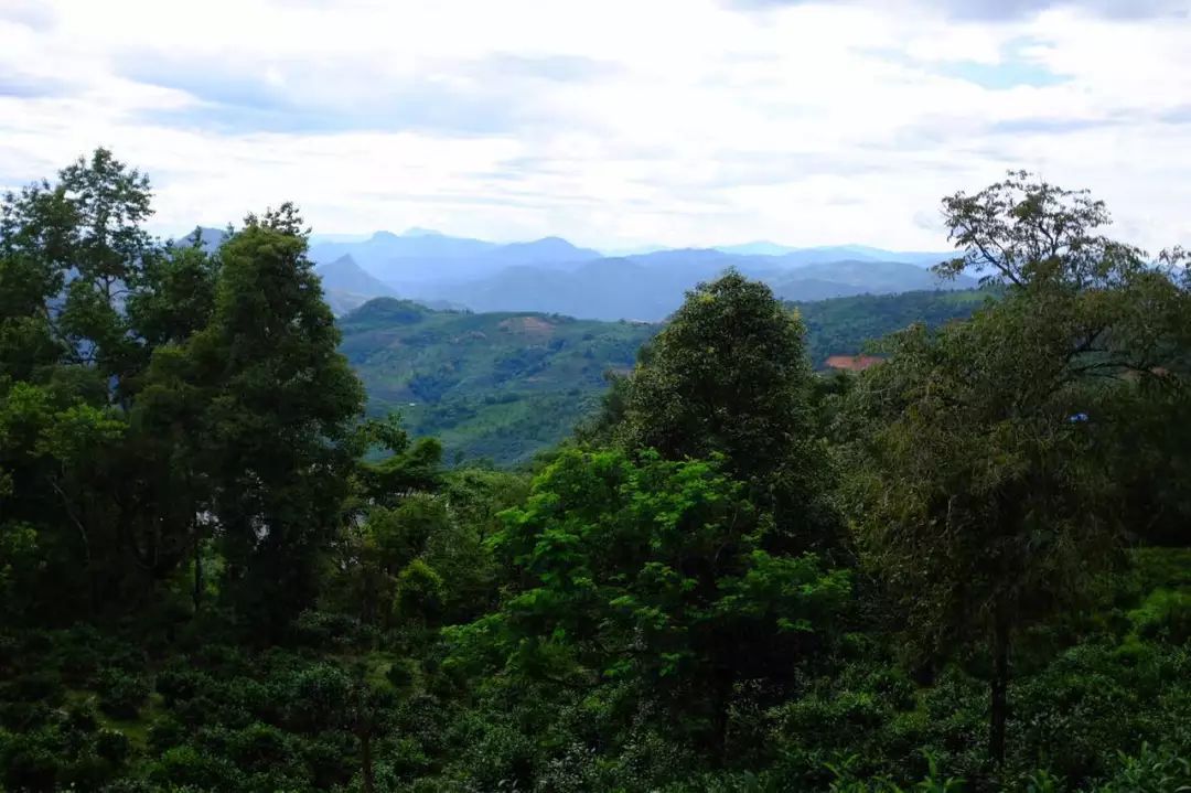 2022年景東祭茶祖 迎春茶，古樹春茶多少錢一公斤？