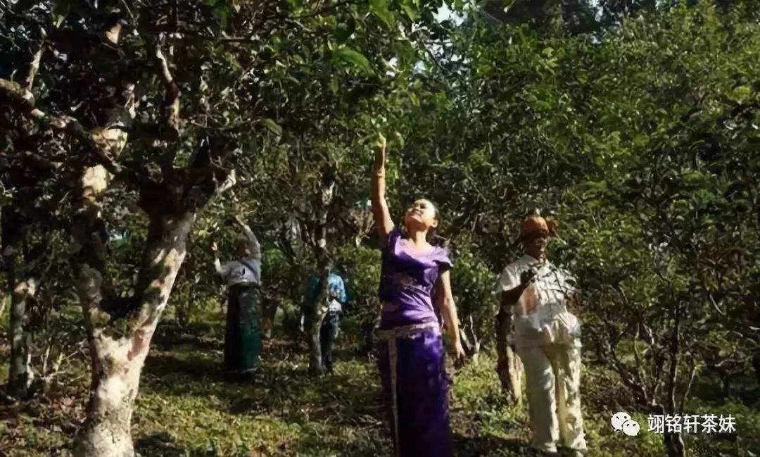 2022年鎮(zhèn)沅爺號大爺馬鄧古樹春茶特點(diǎn)？