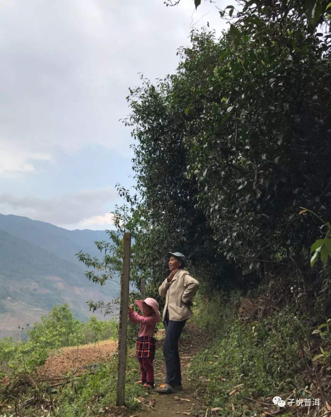 2022年鎮(zhèn)沅馬鄧古樹春茶多少錢一公斤？