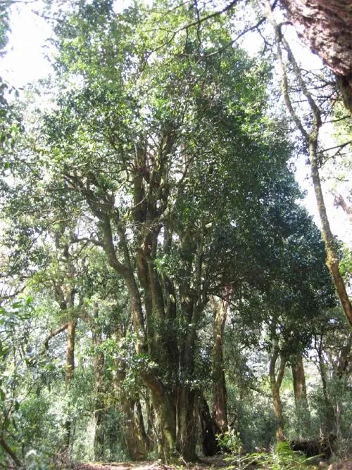 2022年鎮(zhèn)沅馬鄧古樹春茶價格是多少？