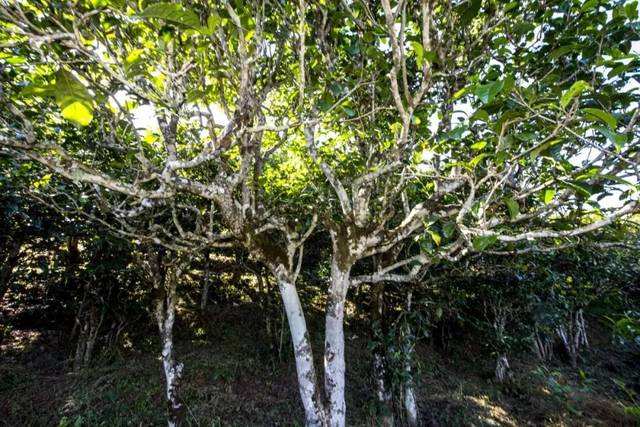 2022年鎮(zhèn)沅老海塘古樹春茶價(jià)格？