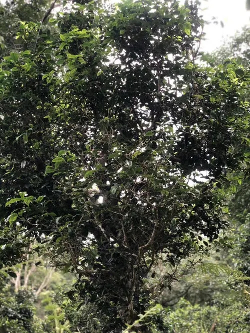 2022年鎮(zhèn)沅砍盆箐古樹春茶口感？