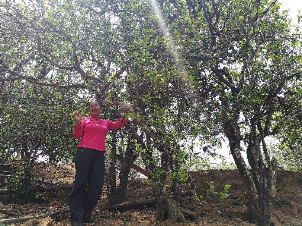 2022年鎮(zhèn)沅打筍山古樹春茶特點(diǎn)？