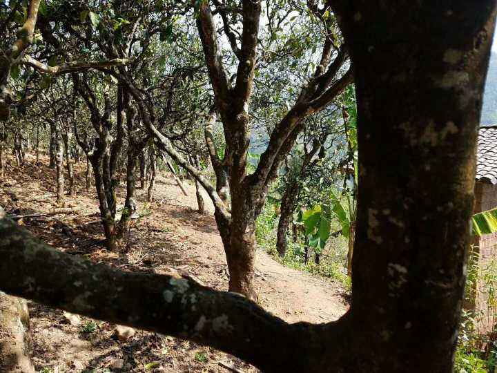 2022年鎮(zhèn)沅打筍山古樹春茶多少錢一公斤？