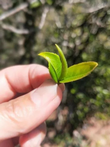 2022年野性十足的鎮(zhèn)沅打筍山古樹春茶！