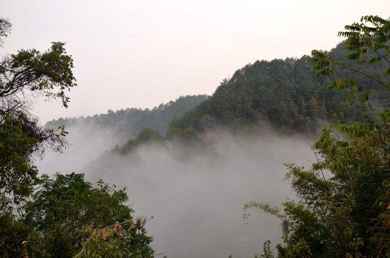 2022年鎮(zhèn)沅老烏山古樹(shù)春茶多少錢(qián)一公斤?
