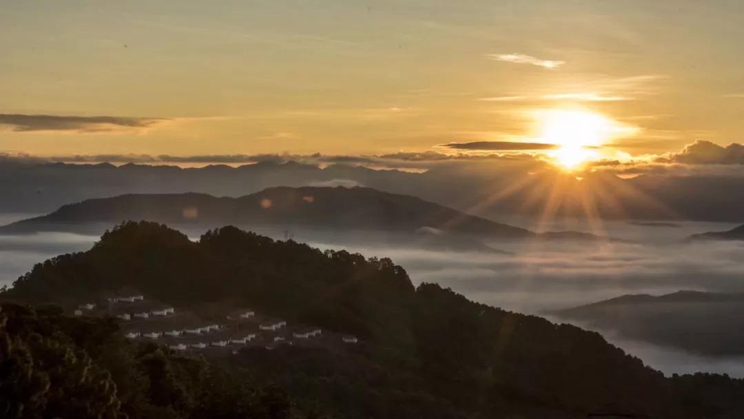 2022年別樣的味道，鎮(zhèn)沅老烏山古樹春茶