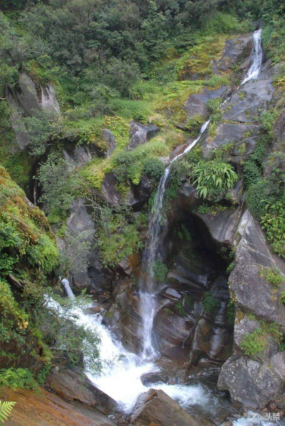 2022年鎮(zhèn)沅千家寨古樹春茶特點(diǎn)?