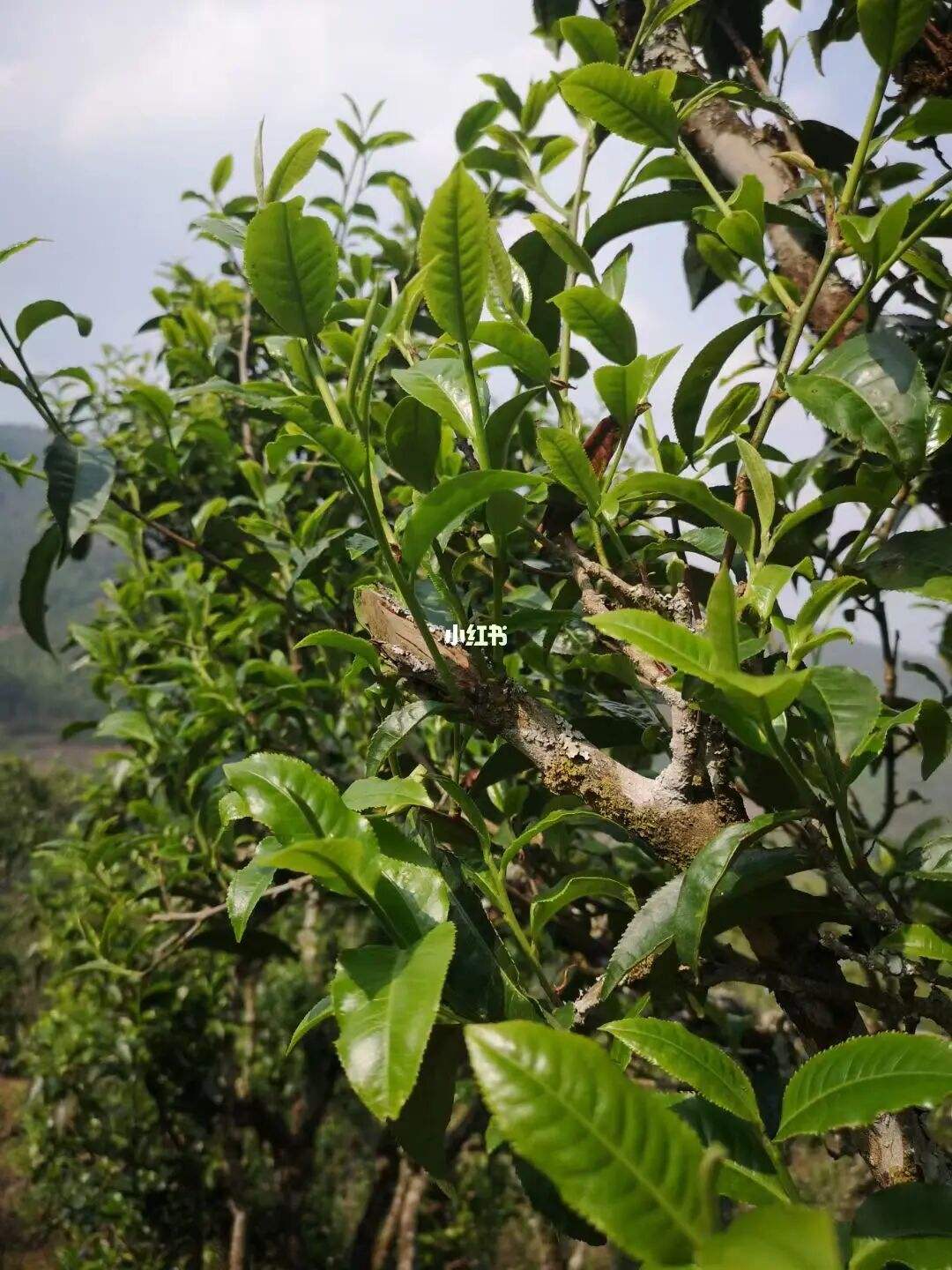 2022年寧洱擺尾箐古樹春茶口感？