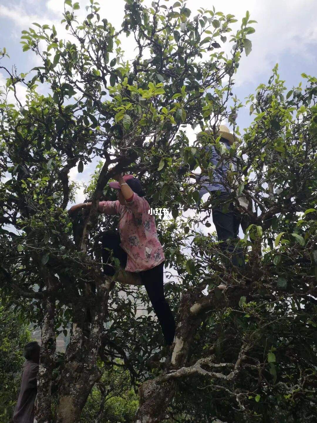 2022年寧洱擺尾箐古樹春茶特點(diǎn)？