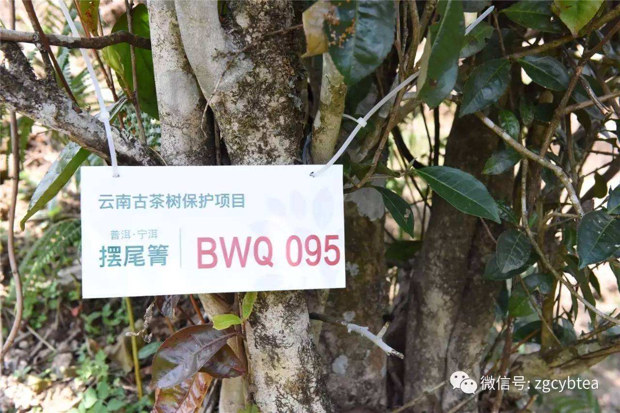 2022寧洱擺尾箐古樹春茶多少錢一公斤？