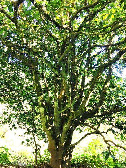 2022年這個春天，回到家鄉(xiāng)擺尾箐，與家人一起用心制茶！