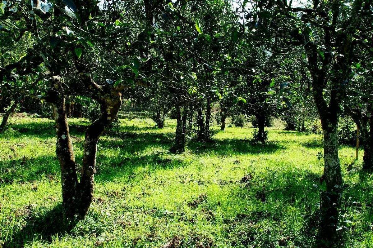 2022年困鹿山古樹春茶價格？