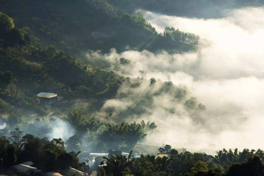 2022景邁山古樹春茶價格？