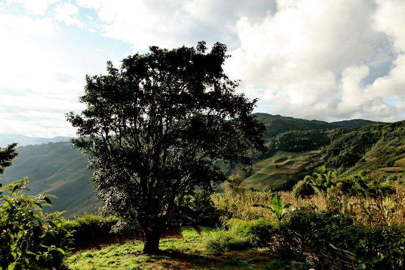 2022年邦崴古樹春茶特點(diǎn)？