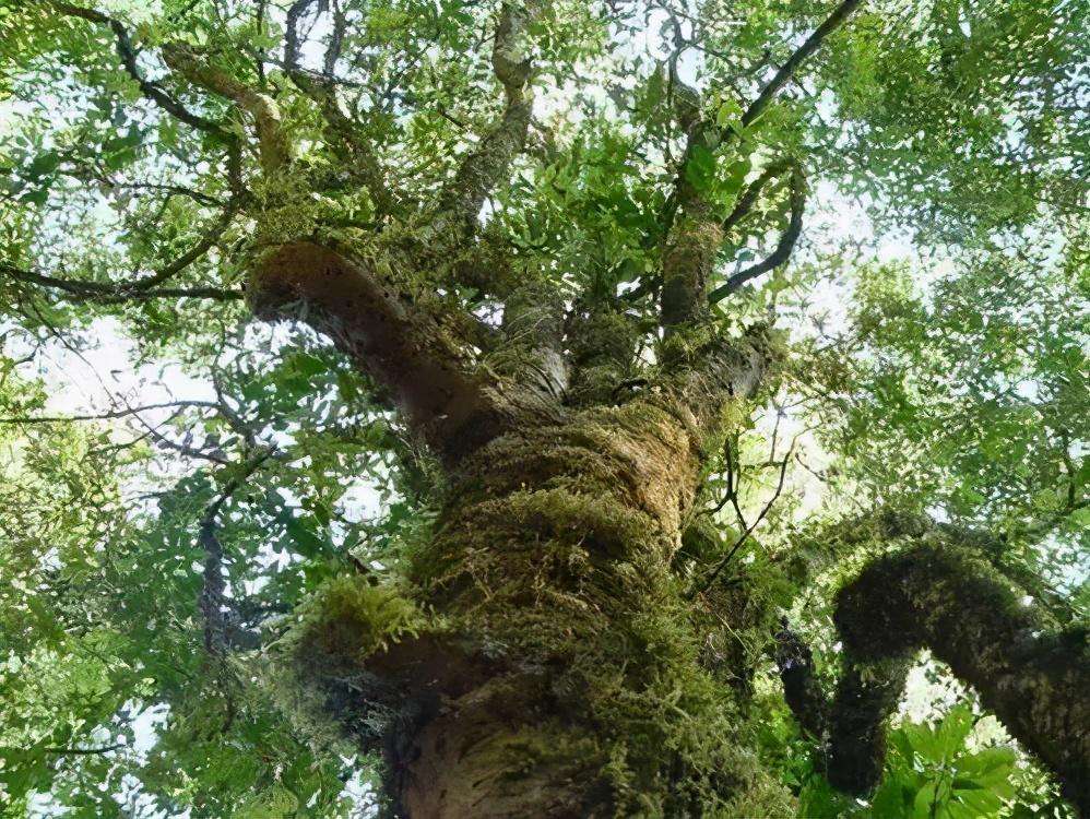 2022年落水洞古樹春茶特點(diǎn)？