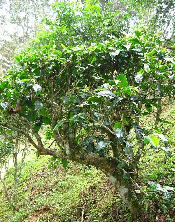 2022年落水洞古樹(shù)春茶——盞盛琥珀光，柔甜入人心