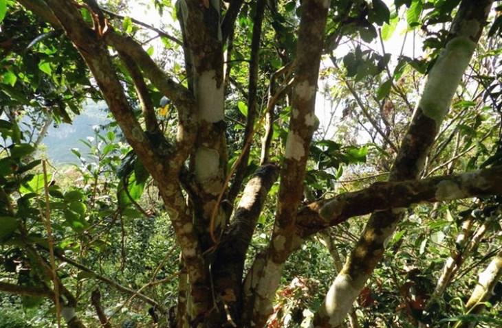 2022年大漆樹古樹春茶特點？