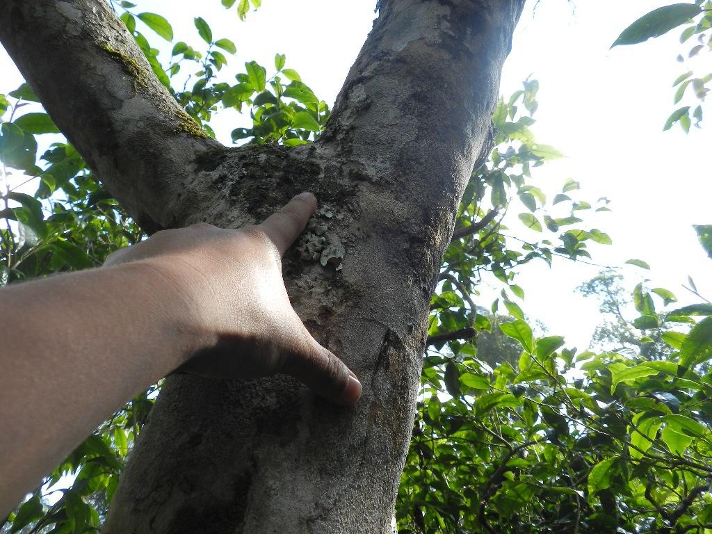 2022年大漆樹古樹春茶口感？