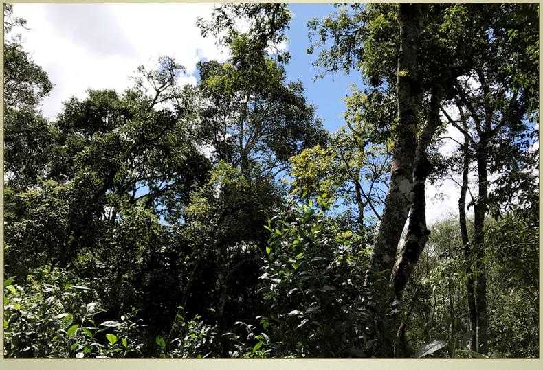 2022年大漆樹古樹春茶丨你壓根就喝不到的喉韻，它就有