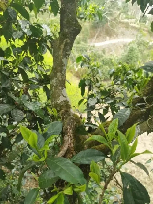 2022年彎弓古樹春茶特點？