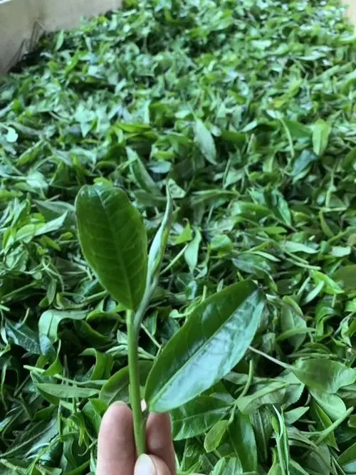 2022年彎弓古樹(shù)春茶口感？