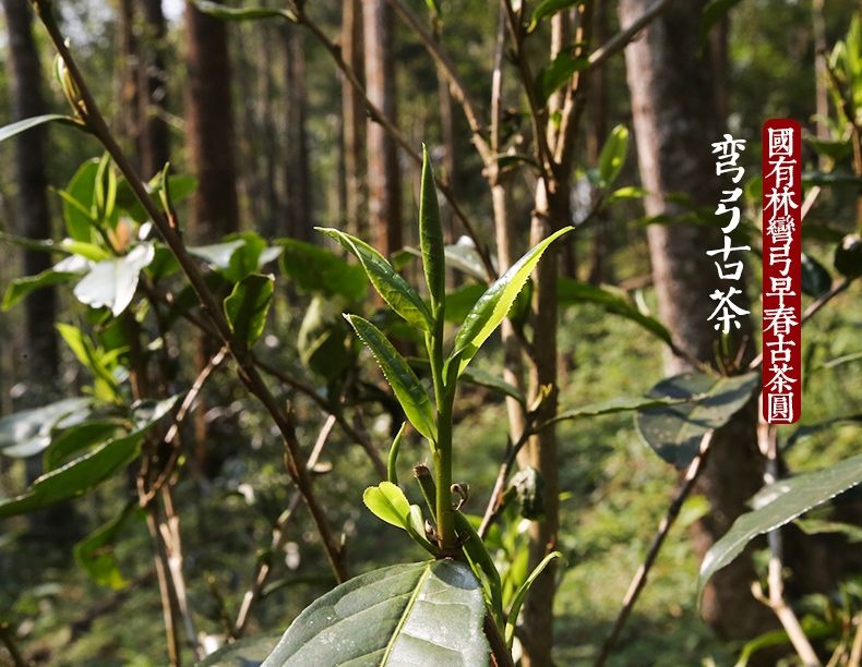 2022年彎弓大寨的古樹春茶為何如此之珍貴？