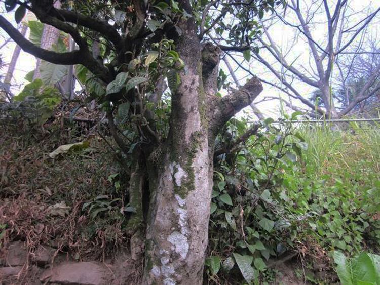 2022年白茶園古樹(shù)春茶特點(diǎn)？