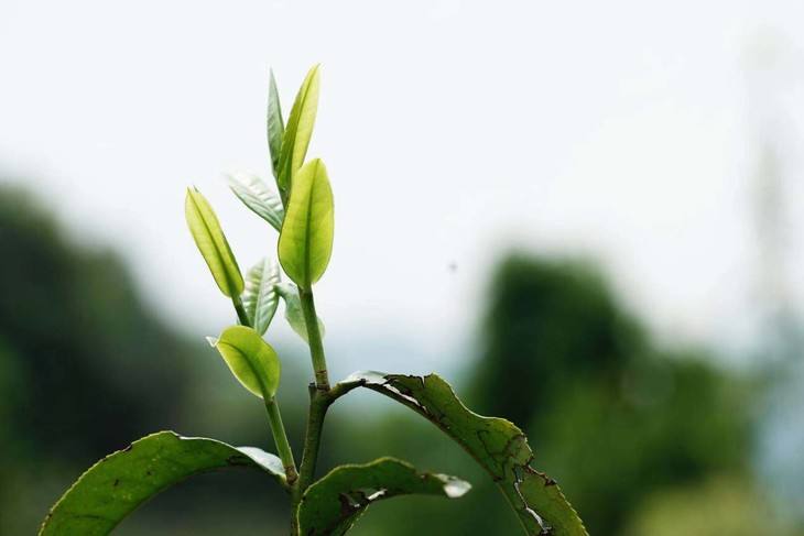 2022年白茶園古樹春茶品鑒！