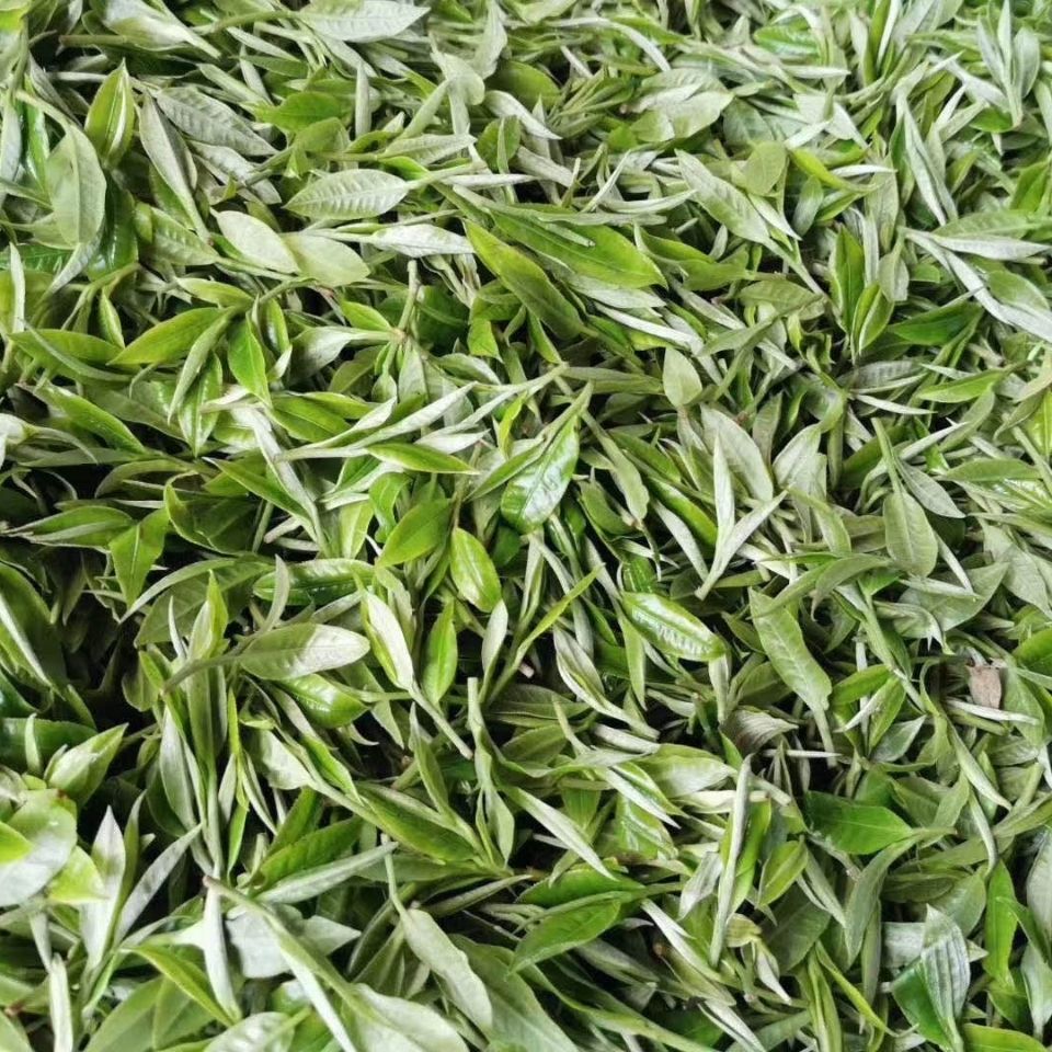 2022年白茶園古樹春茶多少錢一公斤？